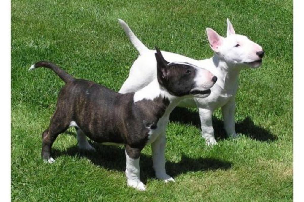 Bull terrier pups