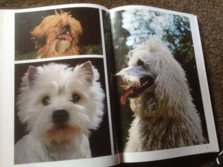 Een Boek van honden ,lieve huisdieren en lief