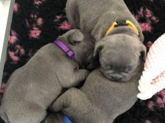 Dieren en Toebehoren Mooie Blauwe Franse Bulldog pups.