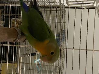 Vogels | Papegaaien Lieve agapornis (oranjemasker)