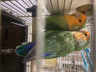 Vogels | Papegaaien Lieve agapornis (oranjemasker)