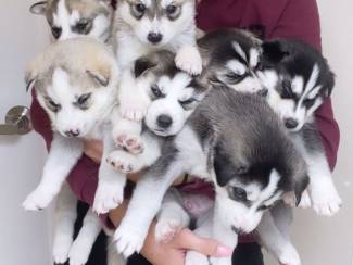 Siberische Husky Puppies klaar