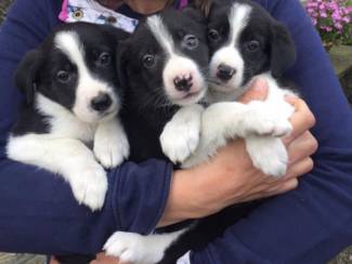 Liefdevolle Border Collie-puppy's