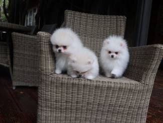 Mooie Witte Pommeren Pups