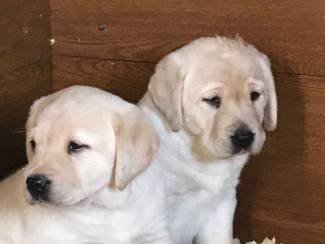 Honden en Puppy's Schattige Labrador-puppy's te koop.