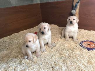 Schattige Labrador-puppy's te koop.