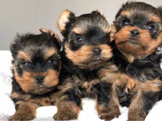 Honden en Puppy's Mooie Yorkie-puppy's