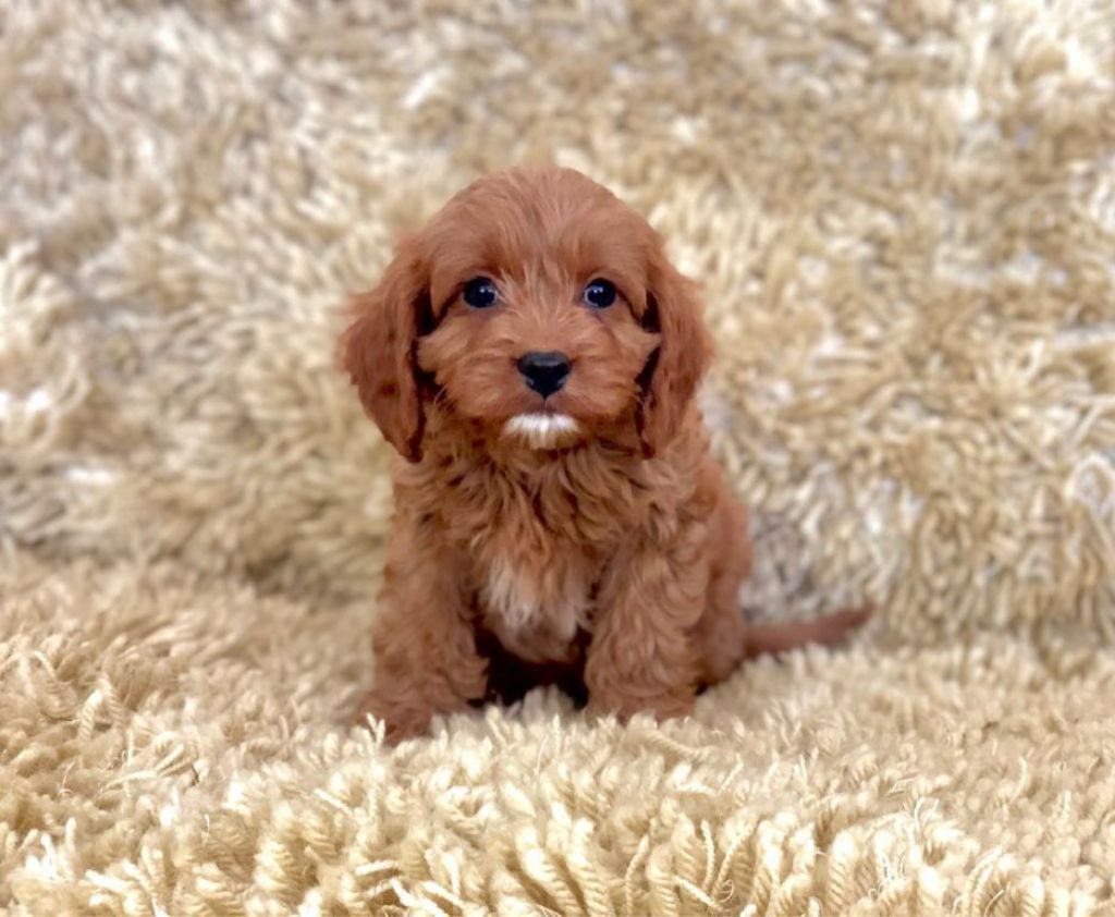 Zindelijkheidstraining Cavapoopuppy