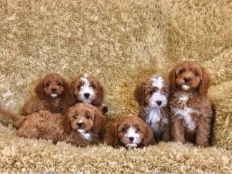 Zindelijkheidstraining Cavapoo-puppy's te koop