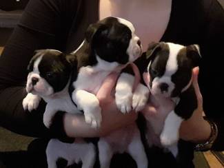 Ik heb een mannelijke en een vrouwelijke Boston Terrier-puppy bes