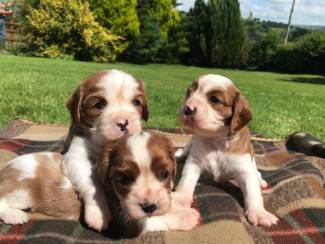 Honden en Puppy's Leuke en schattige Cavalier King Charles Spaniel-puppy's te k