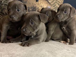 Honden en Puppy's Prachtige puppy's van Staffordshire Terrier-puppy's klaar