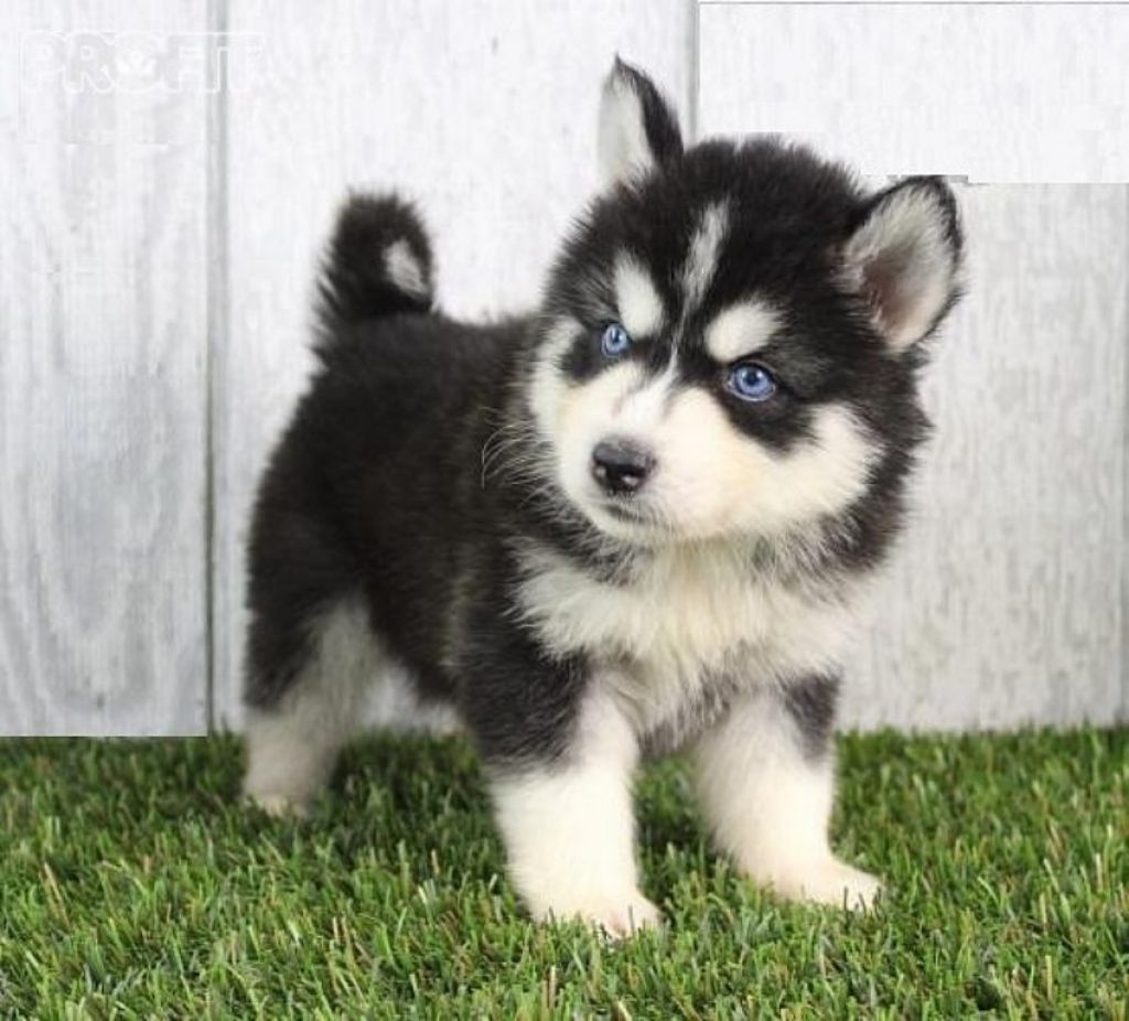 Schattige Siberische Huskypuppy's te koop Honden en Puppy's