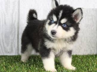 Schattige Siberische Husky-puppy's te koop