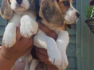 Leuke en lieve Beagle-puppy's