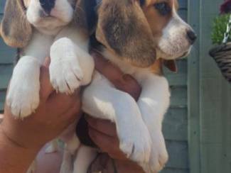 Honden en Puppy's Leuke en lieve Beagle-puppy's