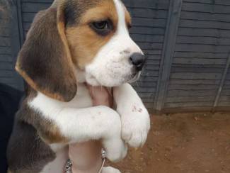 Honden en Puppy's Leuke en lieve Beagle-puppy's