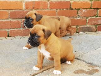 Gezonde Boxer-puppy's te koop