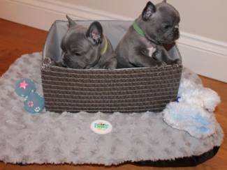 Super schattige Franse bulldog-puppy's te koop