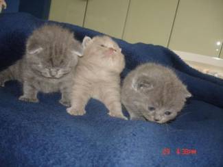 Britse Korthaar/Scottish Fold Blauw en Lilac kitten.