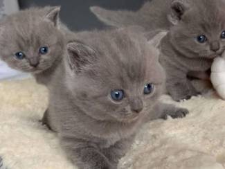 Russische blauwe kittens,.,