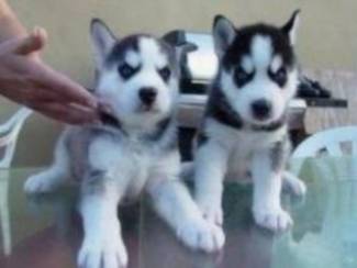 Siberiche puppy's te koop
