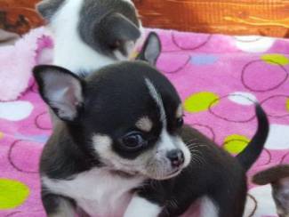 Chihuahua pup te koop