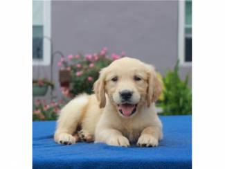 Kc Geregistreerde Labrador Puppies  