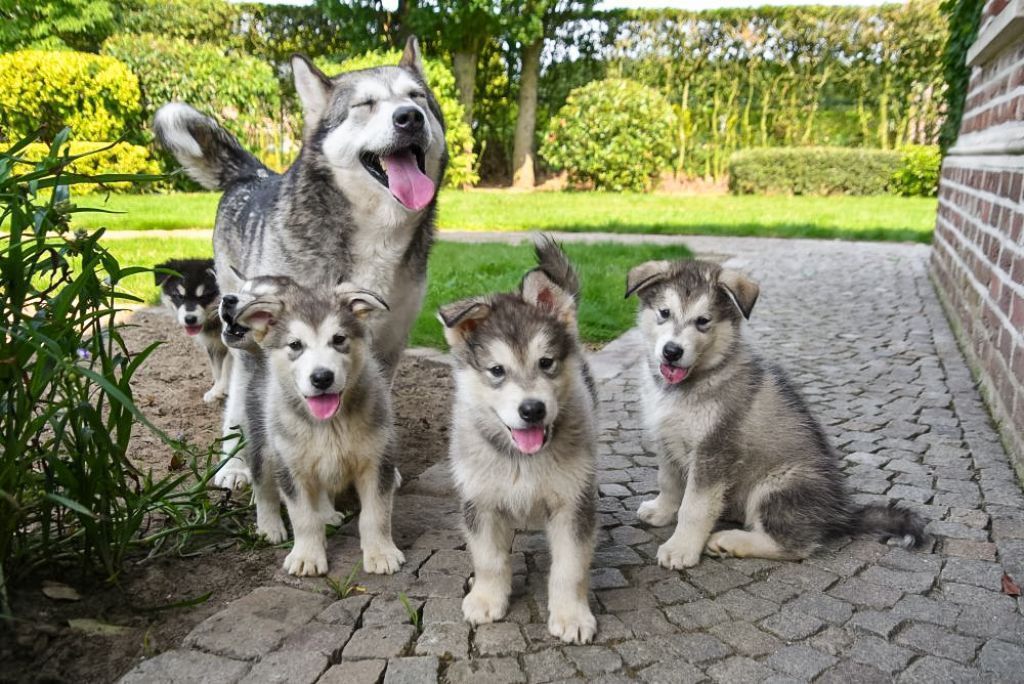 Buiten Denemarken Polijsten Alaskan Malamute pups te koop : Honden en Puppy's