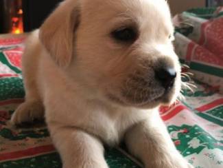 Kc Geregistreerde Labrador Puppies