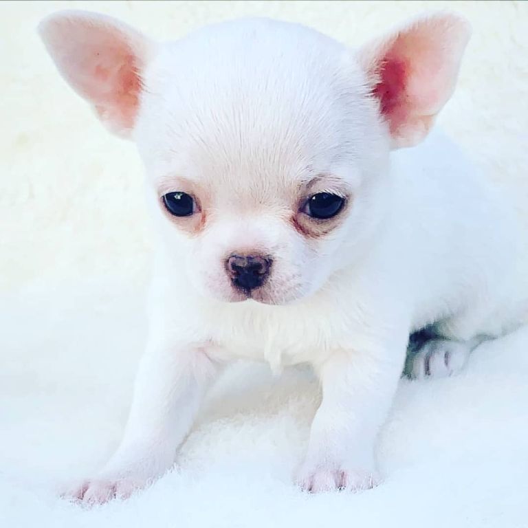 behandeling Stiptheid Vijftig Chihuahua pup te koop : Honden en Puppy's