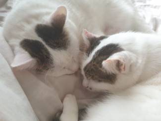 Katten Lovely cat couple needs home!