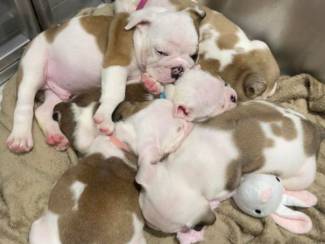 Honden en Puppy's Engelse bulldog pups mogen nu weg !