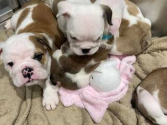 Honden en Puppy's Engelse bulldog pups mogen nu weg !