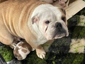 Honden en Puppy's Engelse bulldog pups mogen nu weg !
