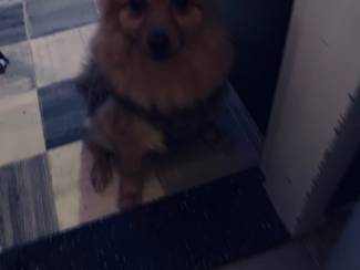 Keeshondje vrouw