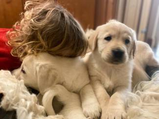 Golden Retriever-pups te koop1
