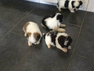 Te koop Shih tzu puppy’s