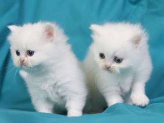 lieve Perzische kittens ter adoptie