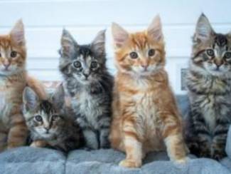 schattige mannelijke en vrouwelijke maine coon-kittens ter adopti