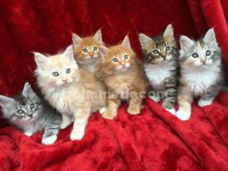 Schattige maine coon-kittens momenteel beschikbaar