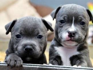 Adorable Staffordshire Bull Terrier Puppies ready +4915738043381