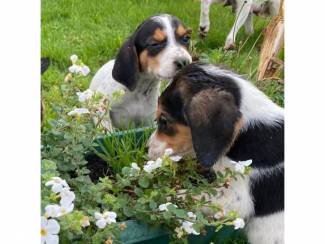 Uitstekende Beagle-puppy's nu beschikbaar +4915738043381