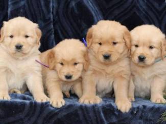 Golden Retriever-puppy's te koop  +4915738043381