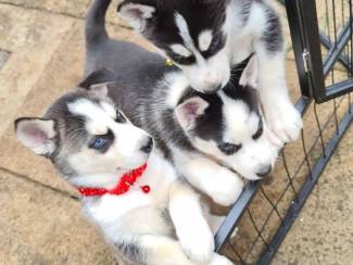 Siberische Husky-puppy's