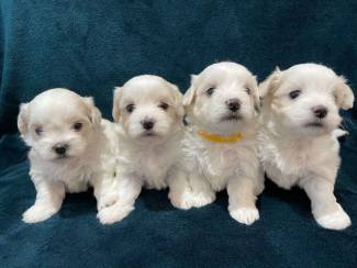 Maltese puppy's