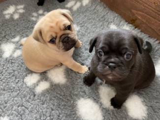 Pug-puppy's