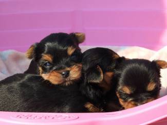 Yorkshire terrier-puppy's