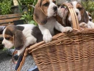 Beagle-puppy's