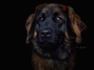 Honden en Puppy's Leonberger x bernersennen